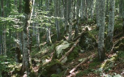 Detección de amenazas en entornos rurales con sensores acústicos