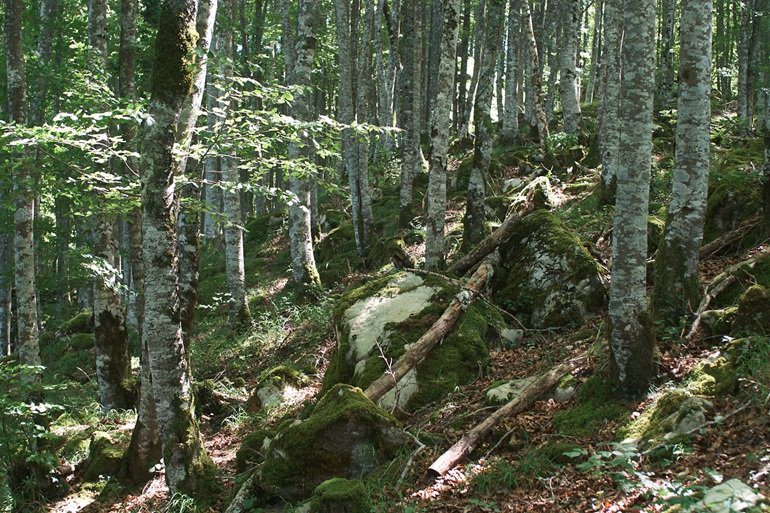 Detección de amenazas en entornos rurales con sensores acústicos
